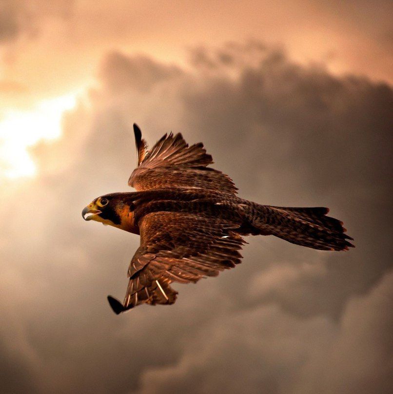 eagle